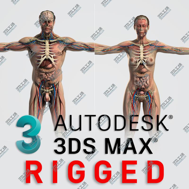 images/goods_img/20210113/3DS MAX RIGGED Male and Female Anatomy Complete Pack (Textured)/2.jpg